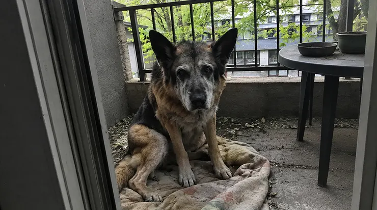 Ce vieux berger allemand est resté six jours sur mon balcon sans bouger, comme si quelqu&rsquo;un lui avait dit qu&rsquo;il reviendrait