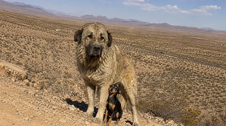 Pendant quatre jours, les gens ont cherché ce petit chien, convaincus qu&rsquo;il ne pourrait jamais survivre seul