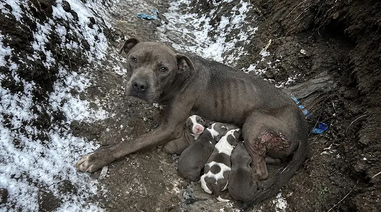 Jetée d’une voiture en marche, le bassin fracturé et les plaies infectées, cette pitbull gestante a rampé jusqu’à un fossé et a accompli l’impossible
