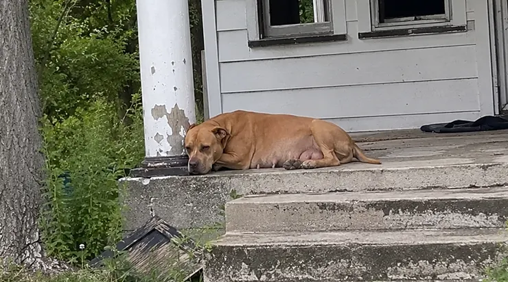 Elle revenait chaque matin sur le seuil de la maison abandonnée, non pas pour chercher de la nourriture, mais parce qu&rsquo;elle croyait qu&rsquo;un jour, cette porte s&rsquo;ouvrirait à nouveau