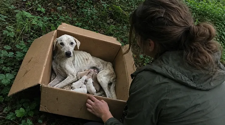 Six petites vies et une mère qui refusait d&rsquo;abandonner : nous les avons trouvés dans un carton, au cœur de la forêt, alors qu&rsquo;il était presque trop tard