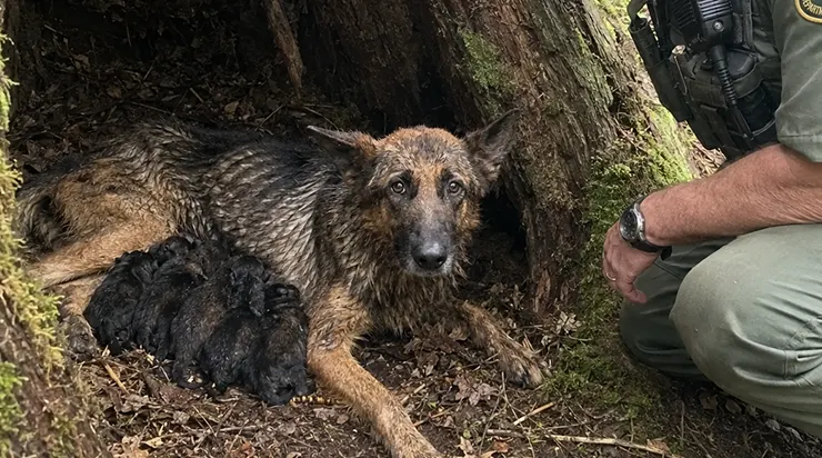 Elle avait fui un maître cruel pour trouver un refuge où mettre ses petits au monde, et quand nous l&rsquo;avons retrouvée, elle avait déjà tout sacrifié pour eux