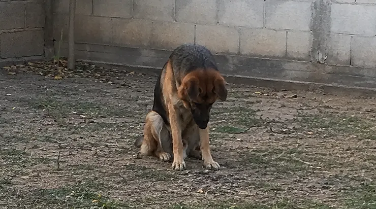 Toute la ville a dit adieu au héros, mais son chien a refusé d&rsquo;y croire : il a attendu son maître, chaque jour, chaque heure, jusqu&rsquo;à son dernier souffle