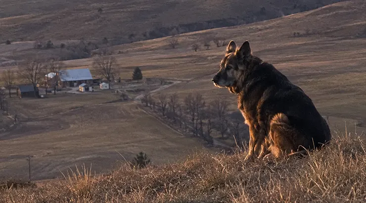 Trois ans, il nous regardait depuis le sommet de la colline sans jamais nous laisser l&rsquo;approcher