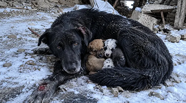 Pendant trois ans, toute une ville a haï ce chien errant, le jugeant dangereux. Pourtant, lors de la tempête de neige, c&rsquo;est lui qui a fait ce que personne n&rsquo;attendait
