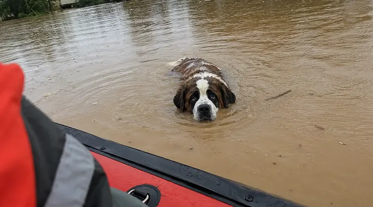 L&rsquo;eau était partout, et nous perdions déjà espoir quand un Saint-Bernard s&rsquo;est mis à nager derrière notre bateau