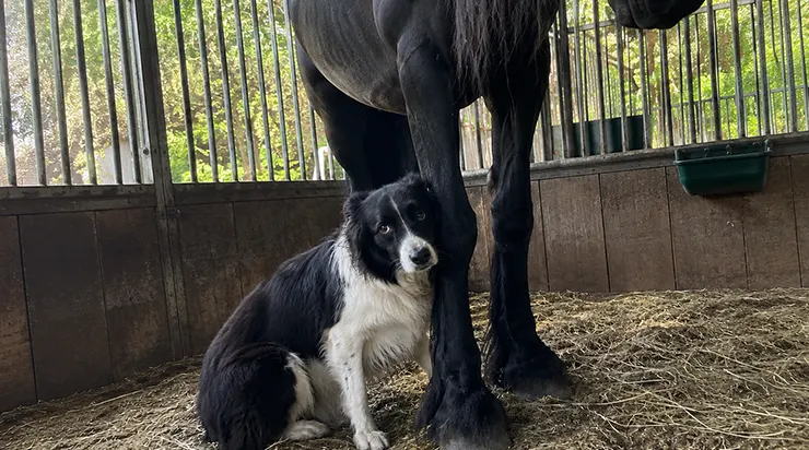 Chaque jour à la même heure, il s&rsquo;assoit devant la porte de l&rsquo;écurie et attend le cheval qui a été vendu il y a des mois