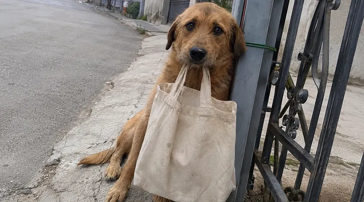 Chaque matin, il s&rsquo;asseyait devant le portail, son vieux sac en tissu dans la gueule, et il attendait une femme qui ne reviendrait jamais