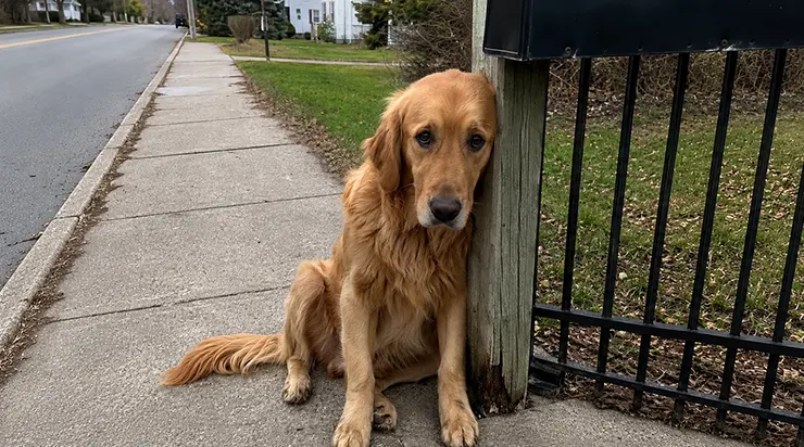 Mon Golden Retriever, Lucas, est resté assis devant le portail chaque matin à 7h15 pendant deux mois, attendant un chien qui n&rsquo;était jamais censé revenir