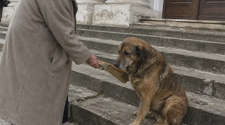 Il est resté assis sur les marches du palais de justice pendant 43 jours d&rsquo;affilée, les yeux fixés sur cette porte par laquelle son maître avait disparu pour la dernière fois