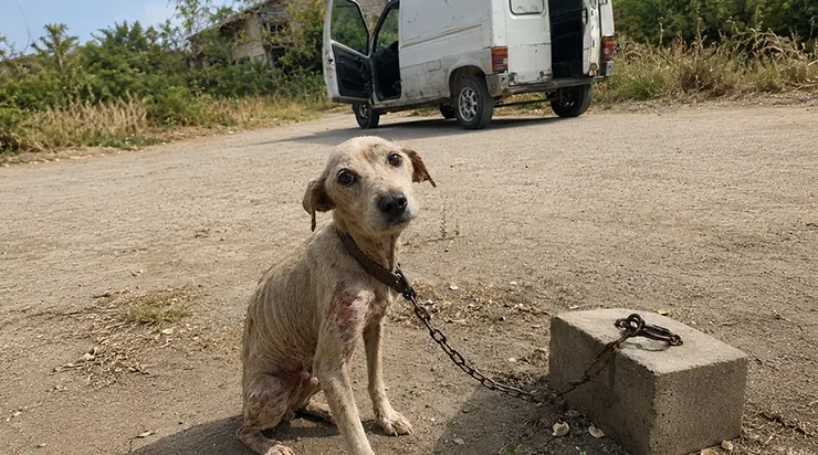Je suis un simple livreur qui a pris un mauvais virage sur une route déserte, mais ce que j&rsquo;ai trouvé là-bas, un chien enchaîné à un lourd bloc de béton