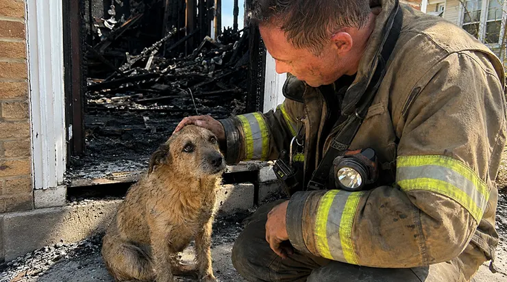 Tout le quartier a essayé de l&rsquo;éloigner des cendres, mais ce petit chien croisé est resté assis pendant neuf jours devant une porte qui n&rsquo;existait plus
