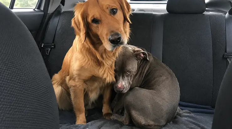 J&rsquo;étais venu au refuge pour un seul chien, Charlie, un golden retriever. Mais à ses côtés se trouvait un pitbull qui ne le quittait jamais