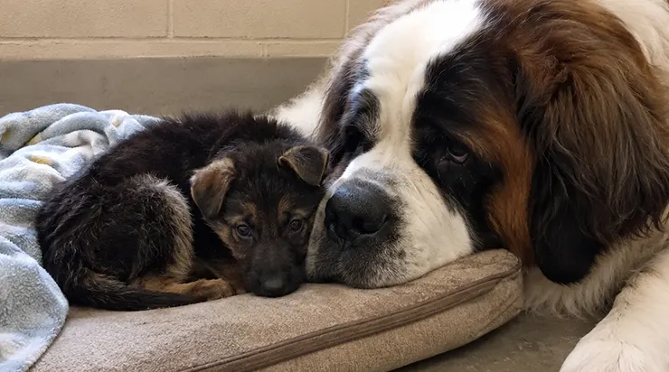 La tempête lui a arraché toute sa famille alors qu&rsquo;il n&rsquo;avait que trois semaines, mais le destin lui a envoyé un saint-bernard géant dont le cœur était plus grand que le corps