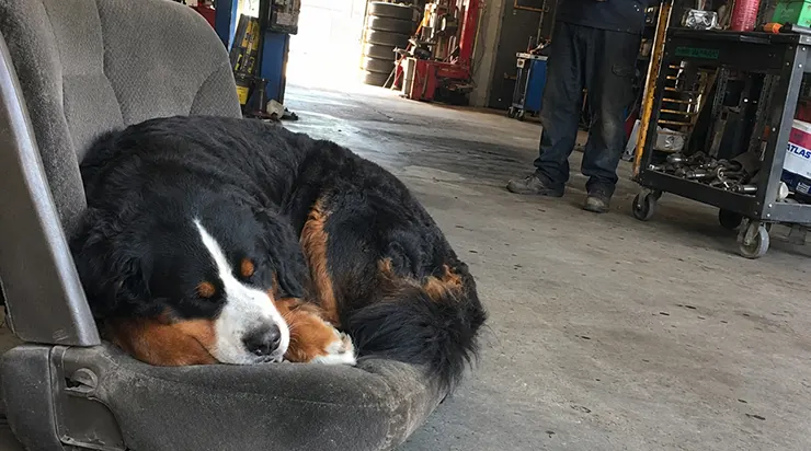 Chaque après-midi, à deux heures précises, un énorme chien entrait dans mon garage et s&rsquo;endormait sur un vieux siège auto