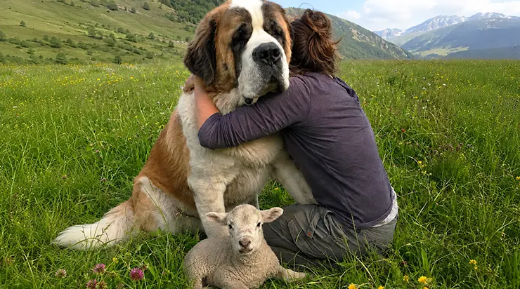 Trois jours et trois nuits durant, ce saint-bernard errant n&rsquo;a pas quitté l&rsquo;agneau blessé