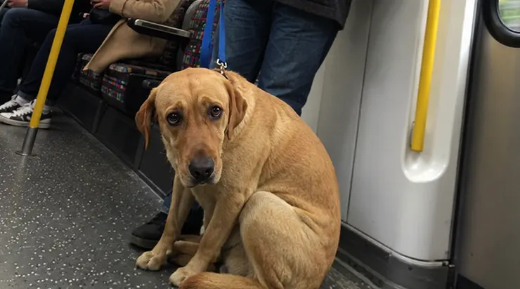 Dans une rame de métro, un labrador était assis aux pieds de son maître, et son regard m&rsquo;a fait pleurer quatre nuits sans sommeil – avant que je n&rsquo;appelle la police