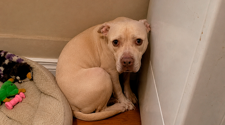 Ce chien n’avait confiance en personne. Il avait survécu des mois dans une solitude complète, abandonné par sa famille qui était partie sans un regard en arrière