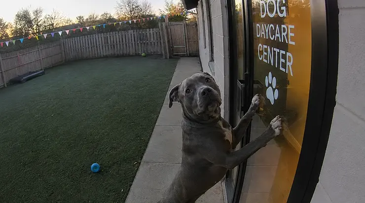 Un croisé pitbull de quatre ans, ayant trouvé son propriétaire évanoui, a parcouru près de deux kilomètres en courant jusqu&rsquo;à sa garderie préférée