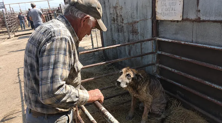 Il était parti acheter du grain pour ses poules, il est rentré avec un chien que le monde avait oublié, sans savoir que cet animal « bon à rien » avait autrefois sauvé des dizaines de vies