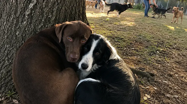 Trois jours avaient suffi pour qu&rsquo;une famille les abandonne, et pourtant ils croyaient encore que quelqu&rsquo;un reviendrait