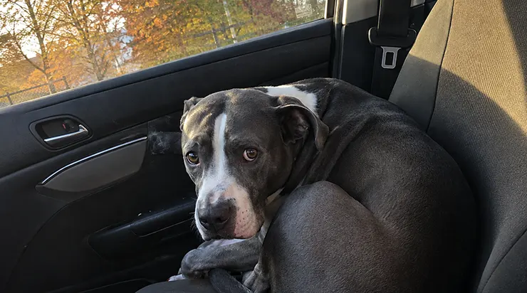 Le pitbull de sept ans dont personne ne voulait était assis à côté de moi, sans savoir que cette voiture l’emmenait vers un endroit où les portes ne se refermeraient plus jamais derrière lui