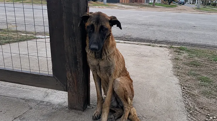 Mon malinois s&rsquo;asseyait chaque matin devant le portail et attendait son meilleur ami qui ne venait plus