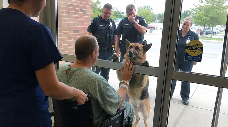 Après cinq ans de service ensemble, ce chien du K-9 refusait de manger, de dormir ou de se reposer tant qu&rsquo;il n&rsquo;avait pas retrouvé son partenaire disparu