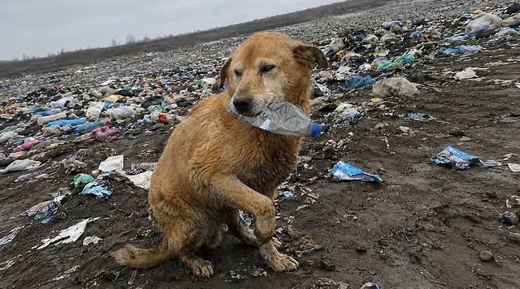 Vieux, aveugle et abandonné, un chien est resté immobile trois jours dans une décharge à attendre son maître