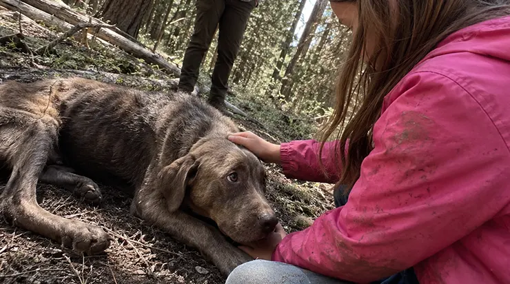 Ma fille de dix ans s&rsquo;est perdue dans les forêts sauvages du Colorado, et quand nous l&rsquo;avons enfin retrouvée le lendemain matin, elle était assise aux côtés d&rsquo;un chien abandonné