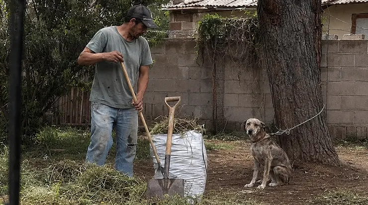 Il avait passé trois ans enchaîné à un arbre, mais quand un inconnu est venu « nettoyer la cour », le chien n’a pas cru que la liberté était réelle