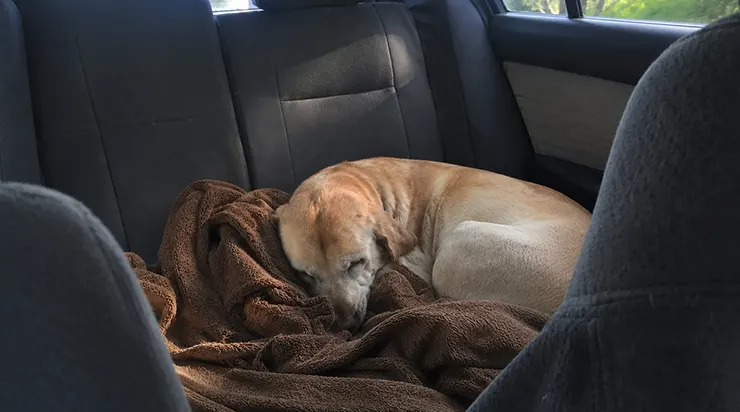 Ce labrador de onze ans qui n&rsquo;avait pas réussi à dormir normalement depuis sept mois a fermé les yeux sur la banquette arrière de ma voiture