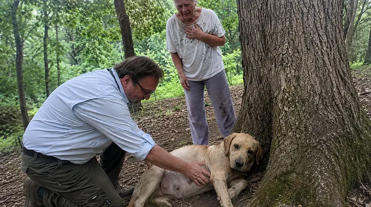 Nous étions partis chercher la paix dans la forêt, mais nous avons trouvé un bruit qui a tout changé : un faible gémissement qui nous a menés jusqu&rsquo;à une labrador enceinte