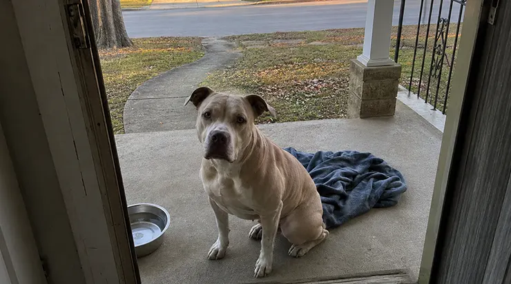 Un pitbull inconnu s&rsquo;est installé sur mon perron et m&rsquo;a suivi partout pendant six jours