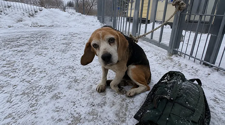 J&rsquo;ai trouvé ce vieux beagle attaché au portail du refuge. Dans le sac posé à côté de lui, une lettre dont chaque mot semblait écrit avec des larmes