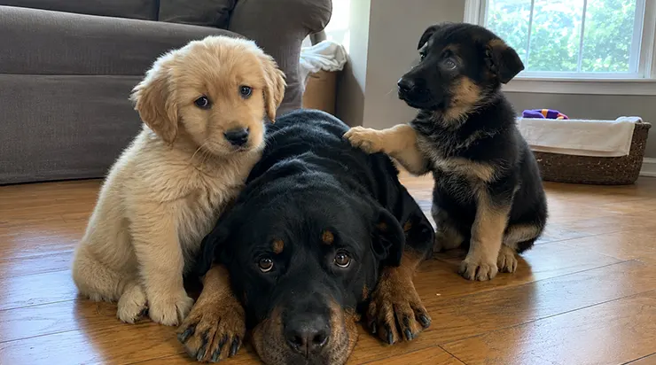 J&rsquo;ai accepté de garder deux chiots abandonnés pour un simple week-end, mais j&rsquo;ignorais que ma rottweiler de onze ans m&rsquo;apprendrait ce que signifie recommencer à vivre