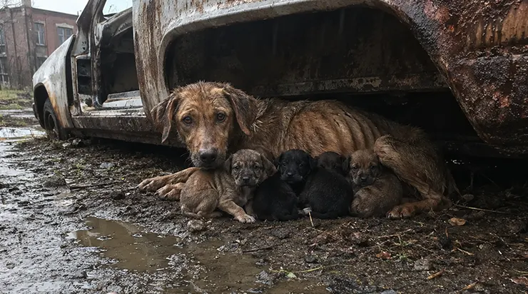 C&rsquo;était un matin pluvieux d&rsquo;octobre quand nous avons trouvé, sous une voiture abandonnée, une chienne épuisée – mais ses cinq chiots étaient rassasiés, au sec et bien vivants