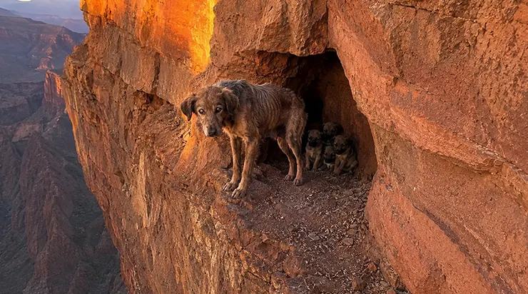 Dans un canyon de l&rsquo;Arizona, un vieux chien est resté des semaines au bord du vide, protégeant de son corps quatre chiots qu&rsquo;il ne connaissait même pas