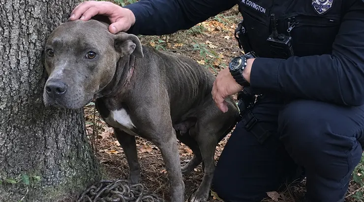 Quand les policiers ont coupé la chaîne, la pitbull enceinte a pu s&rsquo;allonger complètement sur le sol pour la première fois