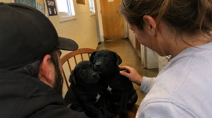 Nous étions venus au refuge pour un seul chiot, mais en trente minutes, deux petites taches blanches en forme d&rsquo;étoiles brisées ont complètement changé notre définition de la famille