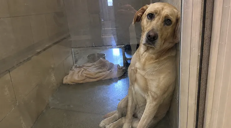 Elle a attendu un an une maison, et quand elle l&rsquo;a enfin trouvée, on l&rsquo;a ramenée onze minutes plus tard