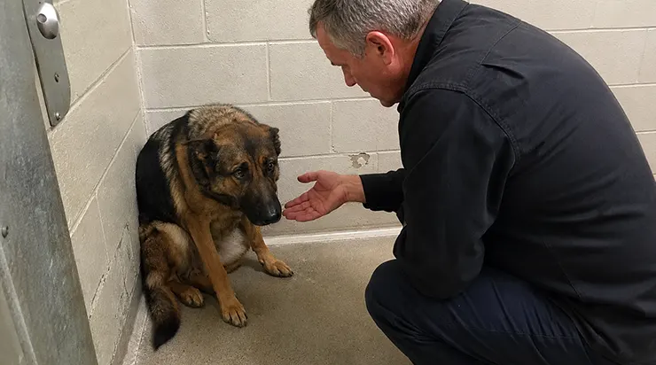 Il a vécu 743 jours comme un chien « agressif » dont personne ne voulait, jusqu&rsquo;à ce qu&rsquo;un matin on découvre le cœur brisé d&rsquo;un héros caché derrière ses grognements