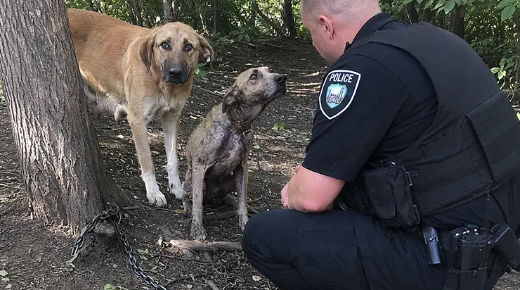 Au cœur de la forêt, nous avons trouvé un chien abandonné – et un autre qui était resté