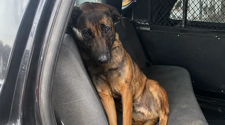Pendant cinq ans, ils avaient traqué le danger ensemble, mais quand le sergent Ethan Parker ne revint pas de sa patrouille, le chien du K-9, Bruno, refusa de quitter la voiture de service