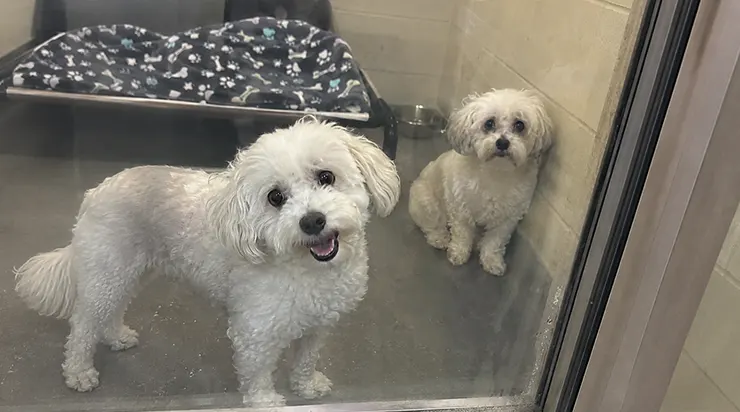 Nous étions venus pour adopter un seul chien, mais ce que nous avons vu dans la salle vitrée nous a fait complètement changer nos plans.