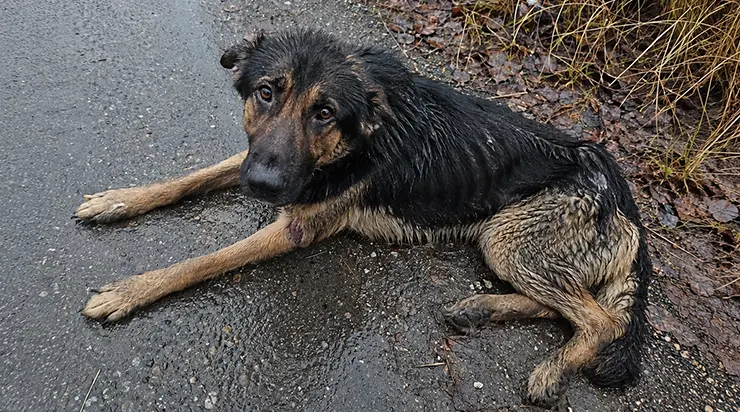 Il traînait sa patte brisée le long de la route, épuisé, mais il refusait toute aide — jusqu&rsquo;à ce qu&rsquo;il m’emmène jusqu&rsquo;à une cabane en bois abandonnée
