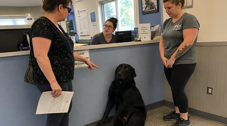 La femme affirmait que ce labrador calme et doux avait attaqué son ami, mais il y avait dans ses yeux quelque chose qui m&rsquo;a poussée à chercher la vérité