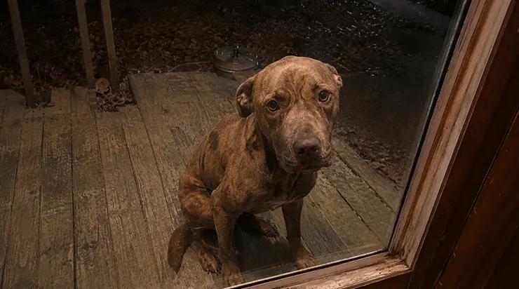 Ce qui avait commencé comme mon dîner le plus ordinaire devint le moment où j&rsquo;ouvris non seulement ma porte, mais aussi mon cœur, à un chien errant