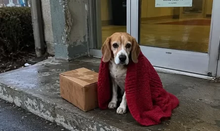 emménagé,-