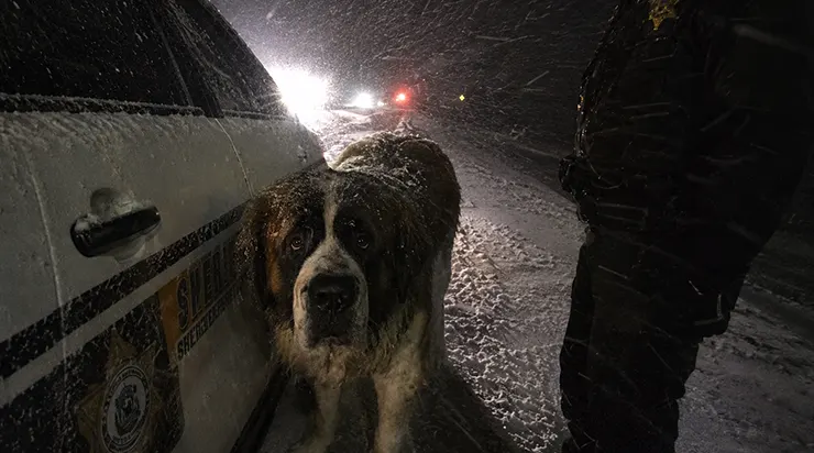 La tempête de neige m&rsquo;aveuglait, mais un chien immense s&rsquo;est planté devant ma voiture et a refusé de bouger jusqu&rsquo;à ce que je le suive
